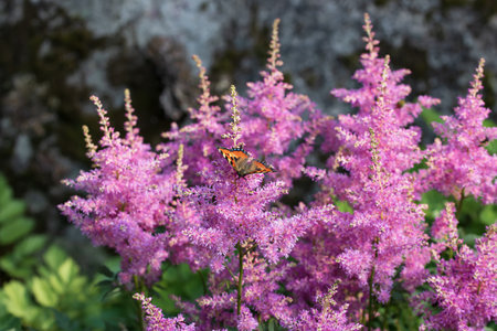 Blooming pink astilbes in a flower bed in the gardenの写真素材