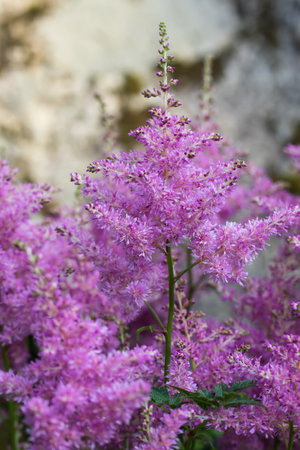 Blooming pink astilbes in a flower bed in the garden, close-upの写真素材