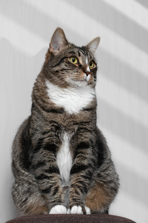 Portrait Cute fat tabby gray cat with green eyes, using gobo maskの写真素材