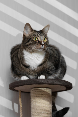 Portrait Cute fat tabby gray cat with green eyes, using gobo maskの写真素材