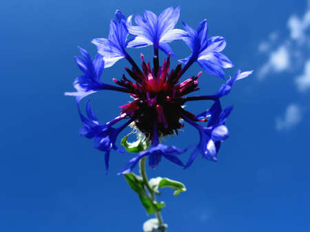 Flower over sky backgroundの写真素材