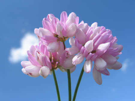 Flower over sky backgroundの写真素材