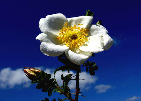 Flower over sky backgroundの写真素材