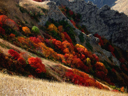 vivid autumn colorsの写真素材