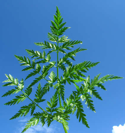Flower over sky background