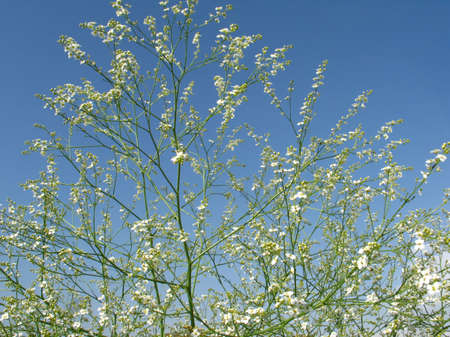 Flower over sky backgroundの写真素材