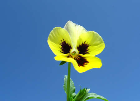 Flower over sky backgroundの写真素材