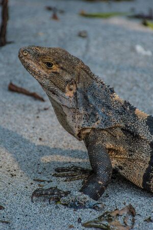 Iguana posing on the beachの写真素材