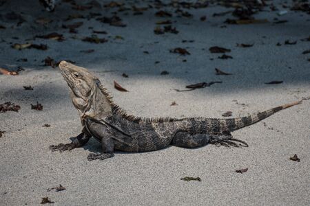Iguana posing on the beachの写真素材