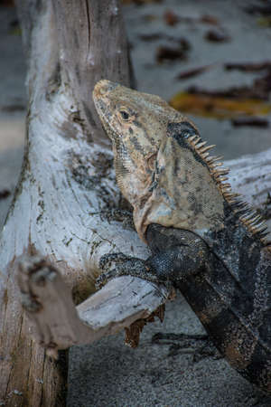 Iguana posing on the beachの写真素材