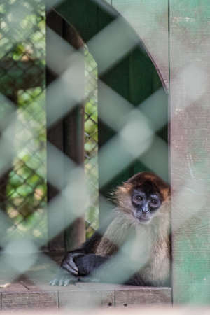 Sad monkeyの写真素材