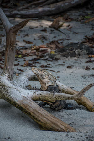 Iguana posing on the beachの写真素材