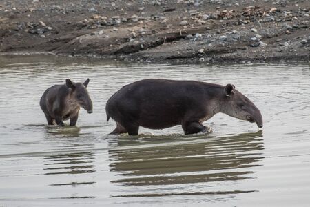 Tapir taking a bath in Corcovadoの写真素材