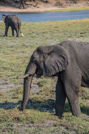 Elephant eating in Chobe National Parkの写真素材