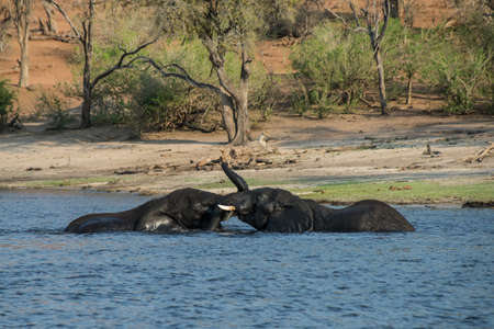 Elephants playing in the river in Chobe National Park