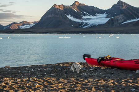 Arctic fox near a kayak, Svalbardの写真素材