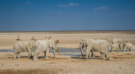 Elephant group in Etosha National Parkの写真素材