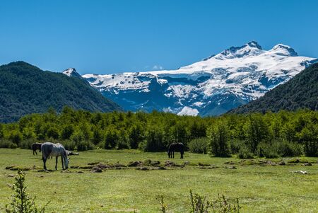 Cerro Tronador view with horses, Bariloche, Argentinaの写真素材