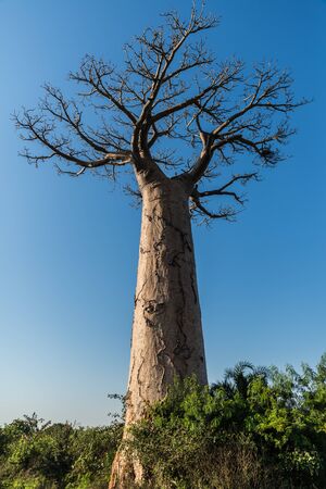 Big baobab in a sunny day, Madagascarの写真素材