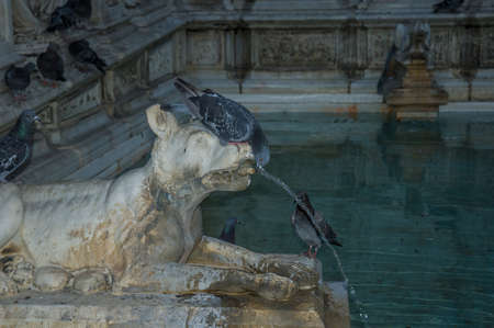Pigeon drinking in Fonte Gaia, Sienaの写真素材