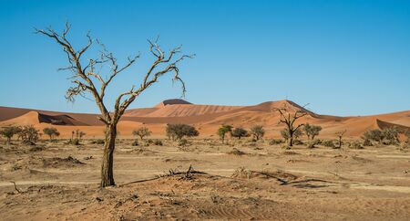 Drought trees near dune 45 in Namibiaの写真素材