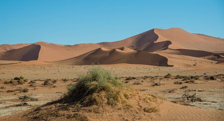 Drought near Big Daddy dune in Namibiaの写真素材