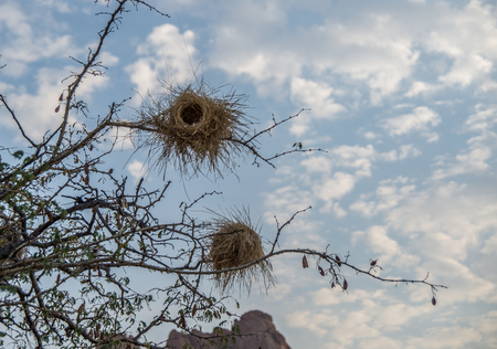 Woven nests in a tree branch, Namibiaの写真素材