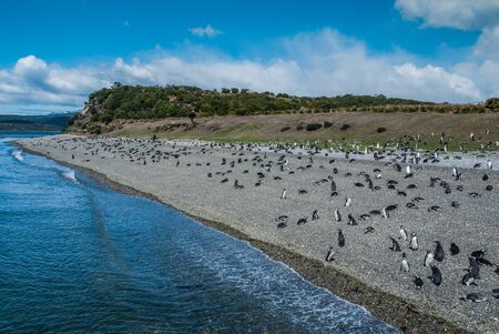Penguins in Martillo island in Ushuaia, Argentinaの写真素材
