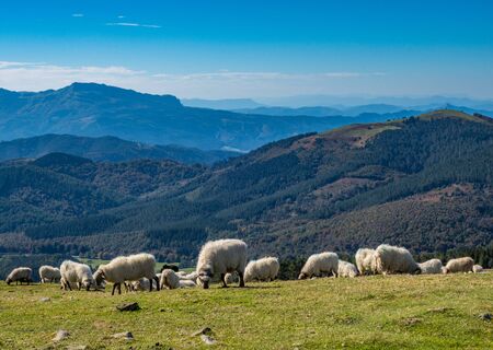 Sheeps pasturing in the mountains, Basque Countryの写真素材