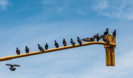 Pigeons resting on a traffic light in Buenos Aires, Argentinaの写真素材