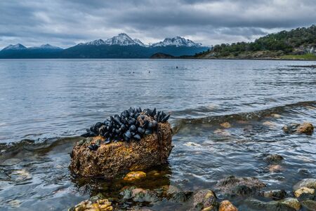A bed of mussels in Ensenada bay in Ushuaia, Argentinaの写真素材