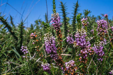 Pink lupines growing in the coast, Basque Country