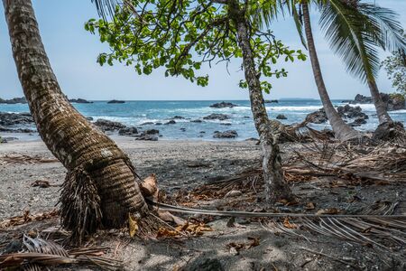 Palm trees near the beach in San Pedrillo, Costa Ricaの写真素材
