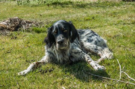 Old English Setter dog lying down the grassの写真素材