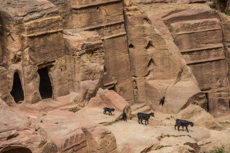 Goats near facade carvings in the stone in Petra, Jordanの写真素材