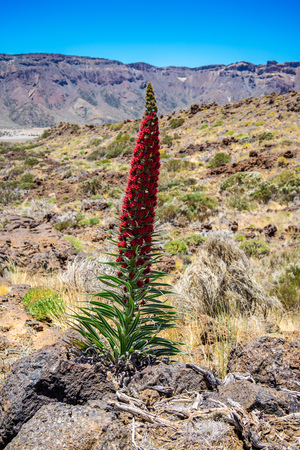 Red Tajinaste rojo in Teide national park in Tenerife, Canary Islandsの写真素材