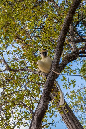 Sifaka lemur hanging on a brach tree, Madagascarの写真素材