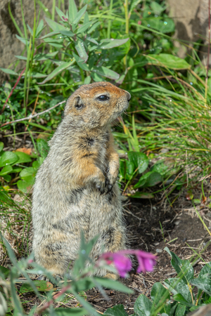 Arctic ground squirrel looking with curiosity, Alaska