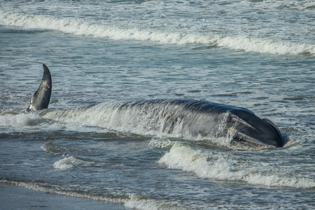 Wounded dying humpback whale grounding in the coast in Sopelana, Basque Countryの写真素材