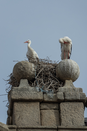 Storks and nest at the top of a tower in Avila, Spainの写真素材