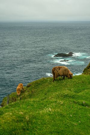 Sheeps pasturing grass in Mykines, Faroe Islandsの写真素材