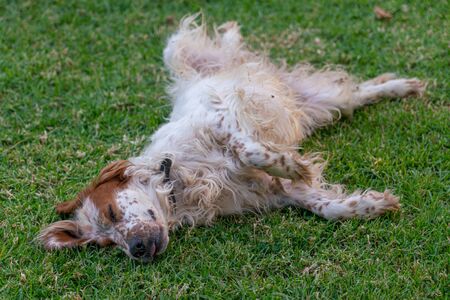 Setter hunting dog trying to sleep on the grass in very hot weatherの写真素材