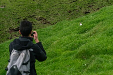 Unidentified tourist taking a photo to a puffin in Mykines, Faroe Islandsの写真素材