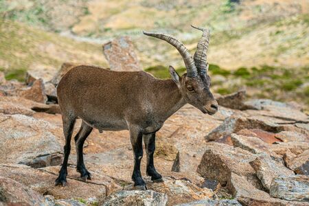 Male mountain goat in Sierra de Gredos mountain range, Avila, Spainの写真素材