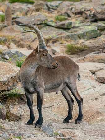 Male mountain goat in Sierra de Gredos mountain range, Avila, Spainの写真素材