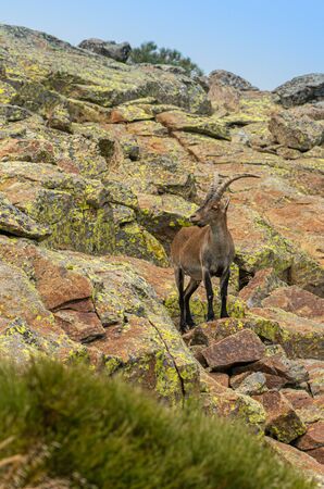 Male mountain goat in Sierra de Gredos mountain range, Avila, Spainの写真素材