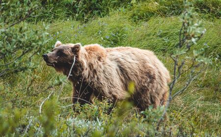 Grizzly bear in Denali National park, Alaskaの写真素材