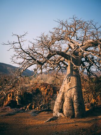 Beautiful tree Baobab near Epupa falls in North Namibia, Africa