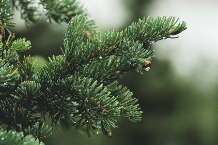Close up of rain drops on green pine needles, Alaska