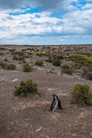 Magellanicus penguin near beagle channel, Argentina, South Americaの写真素材